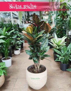 Kroton Petra, Croton Petra, Trójskrzyn, Codiaeum, rośliny doniczkowe