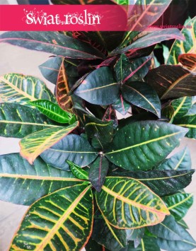 Kroton Petra, Croton Petra, Trójskrzyn, Codiaeum,, popularne rośliny doniczkowe