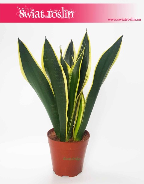 Sansevieria Lemon Flame, Sansewieria  Lemon Flame