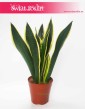 Sansevieria Lemon Flame, Sansewieria  Lemon Flame