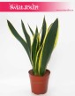 Sansevieria Lemon Flame, Sansewieria  Lemon Flame, sklep z roślinami w Krakowie