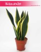 Sansevieria Lemon Flame, Sansewieria  Lemon Flame, sansevieria Kraków sklep
