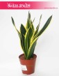 Sansevieria Lemon Flame, Sansewieria  Lemon Flame, rośliny doniczkowe sklep online