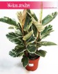 Ficus Elastica Tineke, Fikus Elastica Tineke, Figowiec Sprężysty Tineke, fikus sklep Kraków