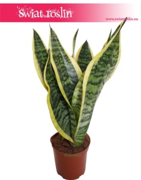 Sansevieria Futura Superba, Sansewieria Futura Superba, Sansevieria Gwinejska Futura Superba,
