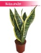 Sansevieria Futura Superba, Sansewieria Futura Superba, Sansevieria Gwinejska Futura Superba,