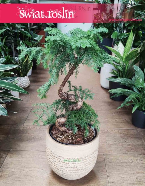 Araukaria Bonzai, Araucaria Cunninghamii Bonsai, Araucaria Bonzai