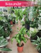 Duża Dracena Wonna, Wielka Dracaena Fragrans Massangeana