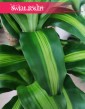 Duża Dracena Wonna, Wielka Dracaena Fragrans Massangeana, piękne rośliny sklep internetowy