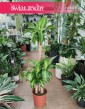 Duża Dracena Wonna, Wielka Dracaena Fragrans Massangeana sklep z roslinami online