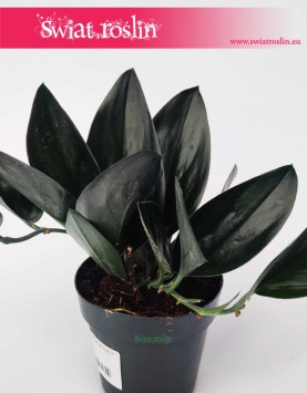 Scindapsus Treubii Dark Form, Epipremnum Treubii Dark Form, internetowy sklep z roślinami online