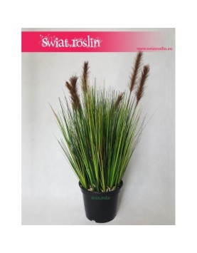 Trawa doniczkowa, Trawa sztuczna Foxtail – Grass Foxtail Brown, Trawa Foxtail brązowa, Sztuczna trawa 3