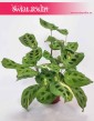 Maranta Kerchoveana Variegata