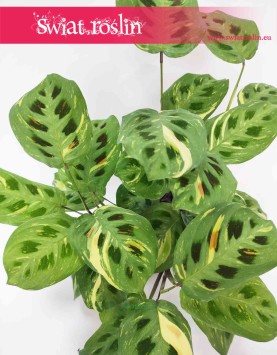 Maranta Kerchoveana Variegata, rośliny doniczkowe sklep online internetowy