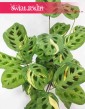 Maranta Kerchoveana Variegata, rośliny doniczkowe sklep online internetowy