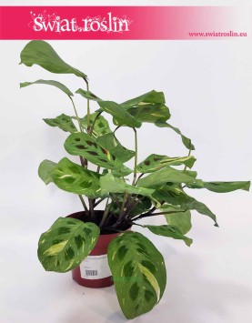 Maranta Kerchoveana Variegata sklep online z roślinami
