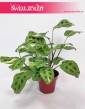 Maranta Kerchoveana Variegata sklep Kraków
