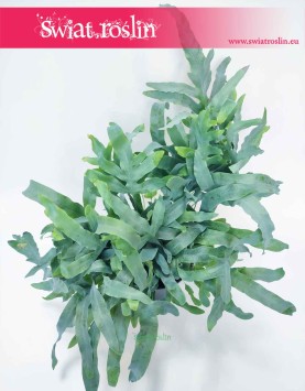 Phlebodium Aureum Blue Star, Flebodium Blue Star, Niebieska Paproć, modne rośliny doniczkowe sklep internetowy online