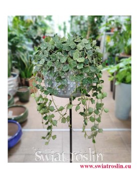 Hoya Curtisii, Hoja Curtissi, Woskownica Curtisii, modne rośliny doniczkowe z insta sklep online internetowy