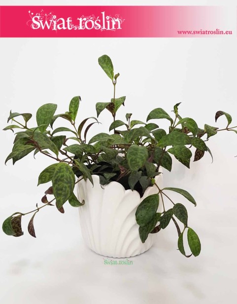 Osłonka Ceramiczna Kielich Tulipan Biała, sklep z donicami z osłonkami i roślinami internetowy online