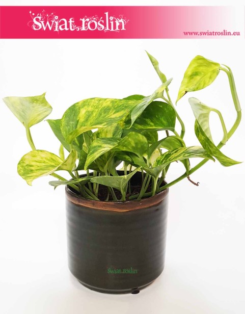 Osłonka Ceramiczna Cylinder Zielona zwężana u dołu, sklep r osłonkami donicami i roślinami internetowy online