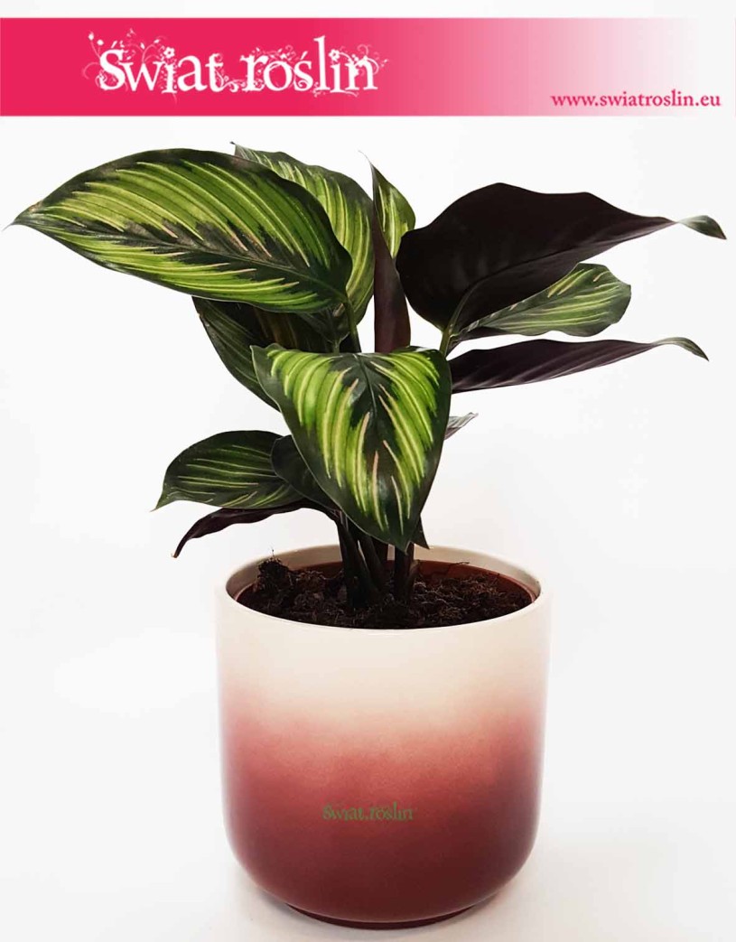 Osłonka Ceramiczna Różowa Cylinder obła u dołu donice osłonki rośliny sklep internetowy online