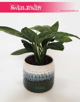 Osłonka Ceramiczna W Kropki Z Niebieskim, osłonki donice rośliny sklep internetowy online