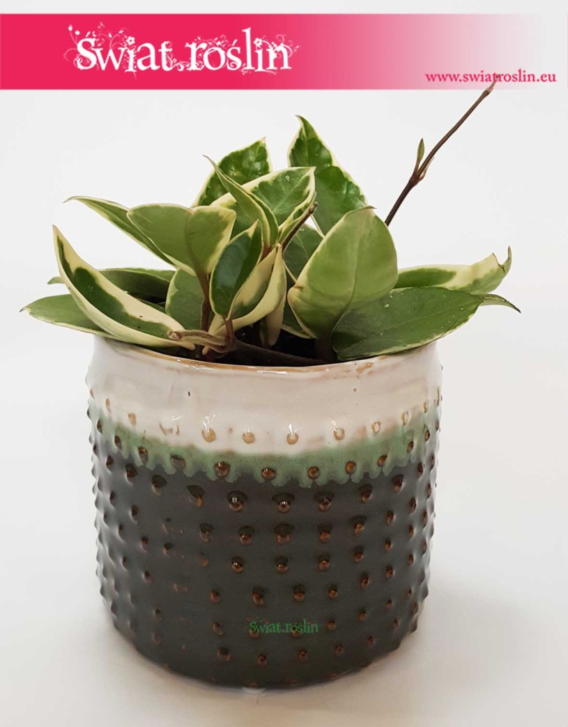 Osłonka Ceramiczna W Kropki Z Zielonym, donice osłonki rośliny sklep online internetowy wysyłka