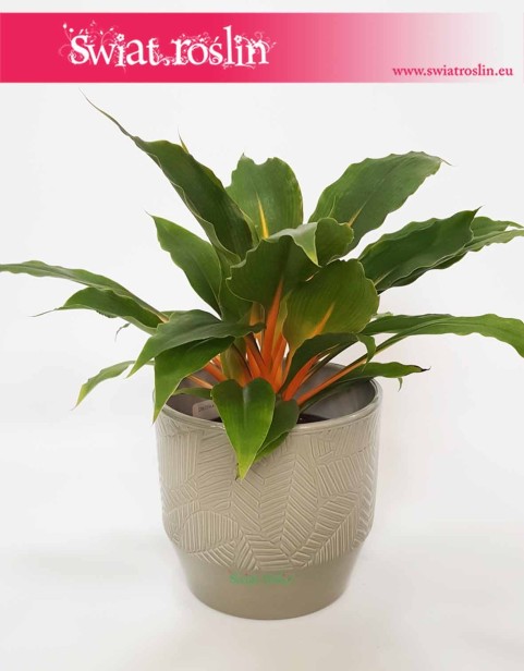 Osłonka Ceramiczna Bura W Liście, osłonki donice rośliny sklep internetowy online Kraków