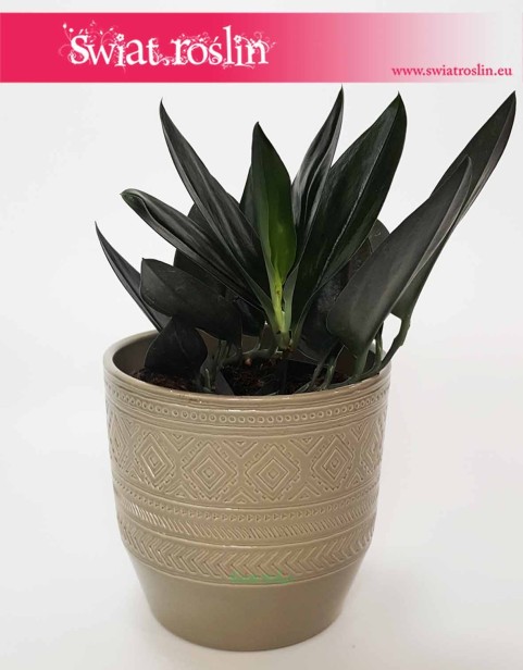 Osłonka Ceramiczna Bura We Wzorki, osłonki donice rosliny sklep Kraków internetowy online
