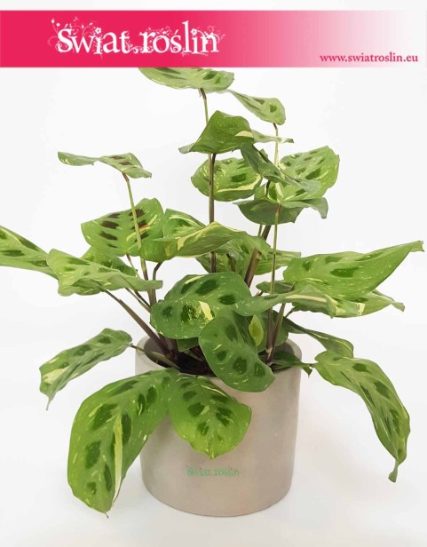 Osłonka z betonu architektonicznego Cylinder, sklep z roslinami doniczkami i roślinami w Krakowie online internetowy