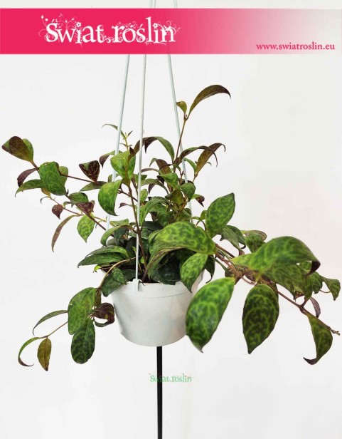 Eschynantus Marmoratus, Eszynantus Marmurkowy, Aeschynantus Marmoratus,