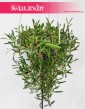 Senecio Herreianus Purple Flush, Starzec Herreiana Purple Flush