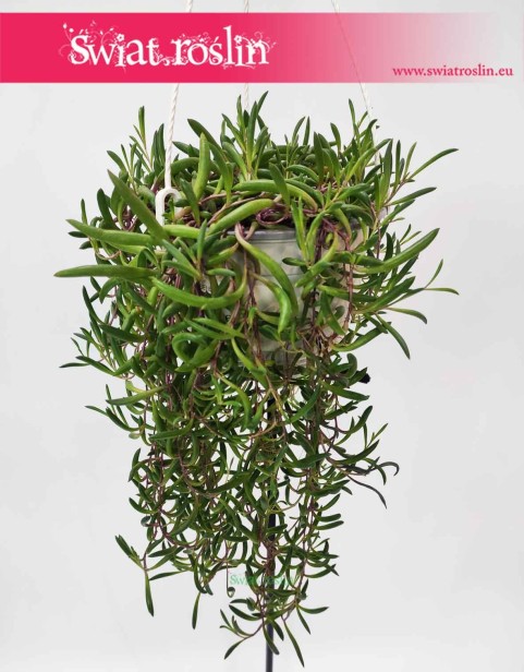 Senecio Herreianus Purple Flush, Starzec Herreiana Purple Flush, sklep z roślinami do biura, do firmy do mieszkania