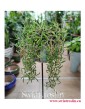 Senecio Herreianus 'Purple Flush' Starzec Herreiana