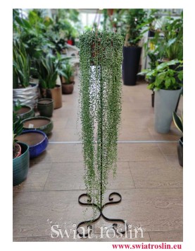 Duży Senecio Herreianus, Wielki Starzec Herreiana, sklep z roślinami w Krakowie, sklep online z roślinami