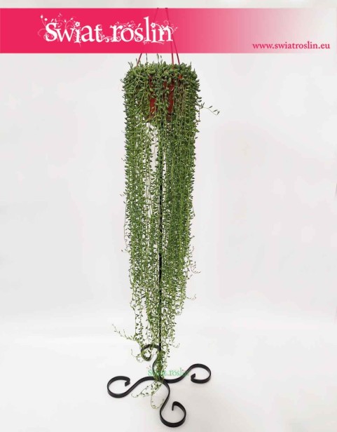 Duży Senecio Herreianus, Wielki Starzec Herreiana, rosliny doniczkowe sklep internetowy online