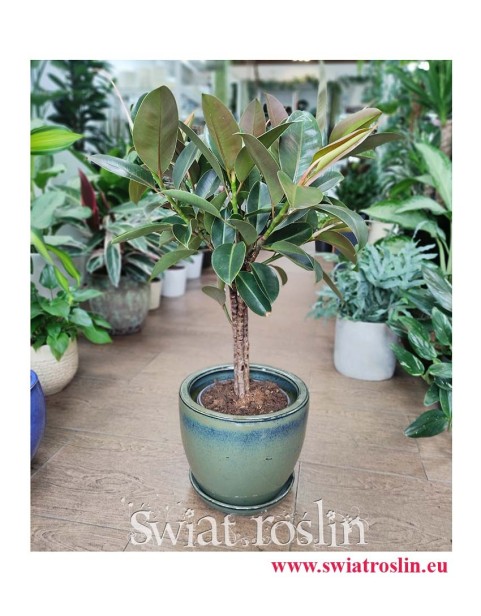 Fikus Elastica Melany drzewko, Ficus Elastica Melany drzewko, sklep z roślinami doniczkowymi online internetowy
