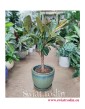 Fikus Elastica Melany drzewko, Ficus Elastica Melany drzewko, sklep z roślinami doniczkowymi online internetowy