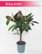 Ficus elastica 'Melany' Fikus drzewko