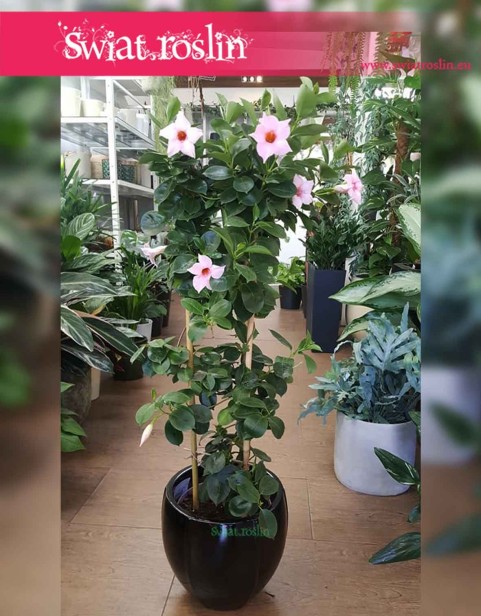 Mandevilla różowa, Sundevilla różowa, Dipladenia różowa, sklep Kraków, sklep Online