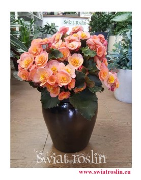 Begonia Belove Peach, rośliny doniczkowe sklep internetowy online, wysyłka roślin, begonia sklep