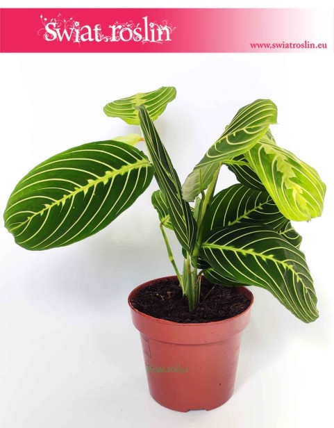 Maranta leuconeura Lemon Lime, Maranta Lemon Lime