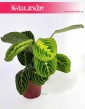 Maranta leuconeura Lemon Lime, Maranta Lemon Lime, modne rosliny doniczkowe sklep internetowy online