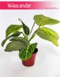 Maranta leuconeura Lemon Lime, Maranta Lemon Lime, maranta sklep Kraków, rośliny doniczkowe Kraków