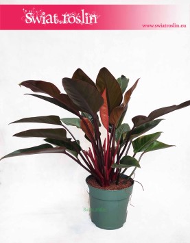 Filodendron Red Beauty, Philodendron Red Beauty, rośliny doniczkowe sklep internetowy online
