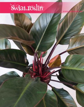Filodendron Red Beauty, Philodendron Red Beauty, modne rośliny doniczkowe sklep internetowy online