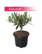 Olea Europaea, Oliwka Europejska, Drzewko miniaturka, Oliwka, Drzewko Oliwne, Drzewko Oliwkowe 2