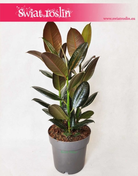 Ficus elastica Melany, Fikus Elastica Melany, Figowiec sprężysty Melany sklep online z roslinami