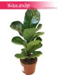 Ficus Lyrata Bambino, Fikus Lyrata Bambino, Fikus Dębolistny Bambino, Figowiec Lirolistny Bambino sklep online